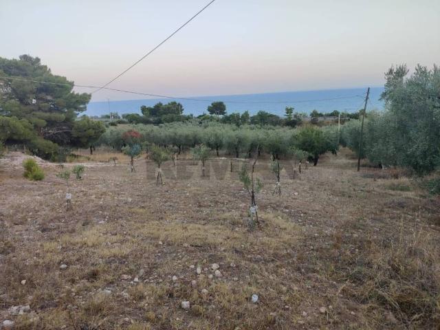 Terreno in vendita a Puglia, Foggia