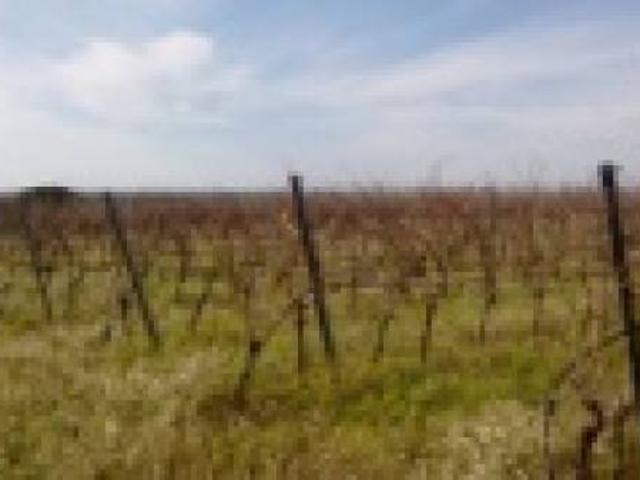 Terreno in vendita a Menfi, Sicilia