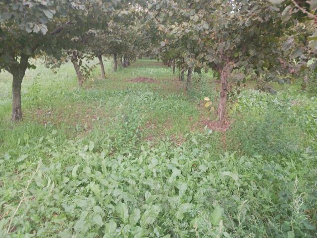 Terreno in vendita a Mercato San Severino, Campania