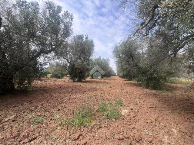 Terreno in vendita a Puglia, Brindisi