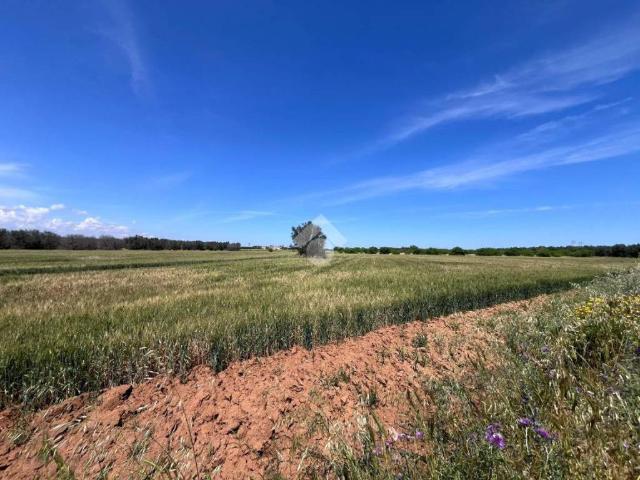 Terreno in vendita a Puglia, Brindisi