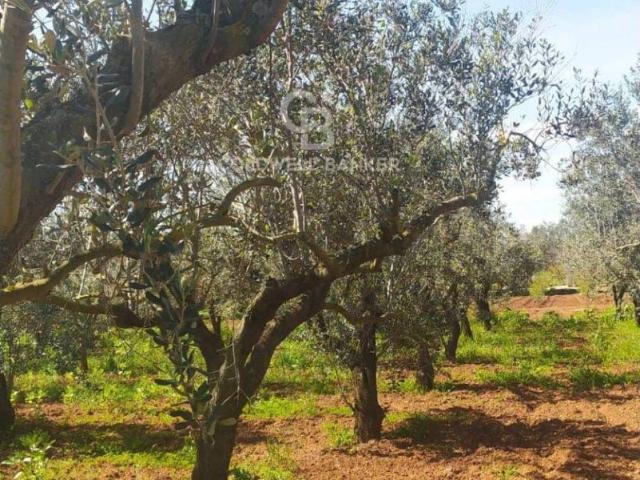 Terreno in vendita a Puglia, Brindisi