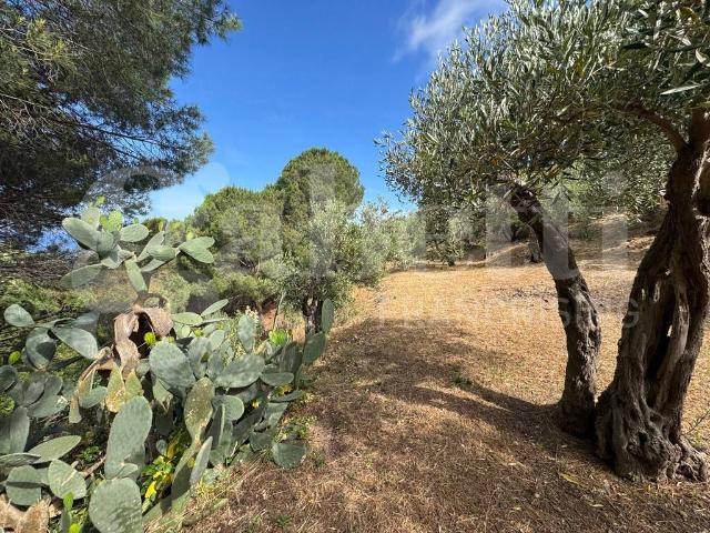 Terreno in vendita a VI Circoscrizione, Messina