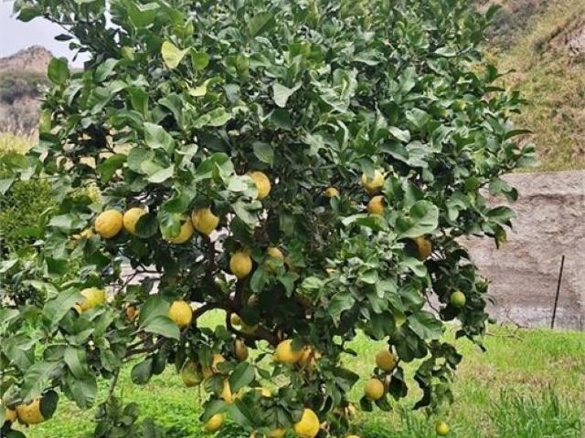 Terreno in vendita a Briga Marina, Messina