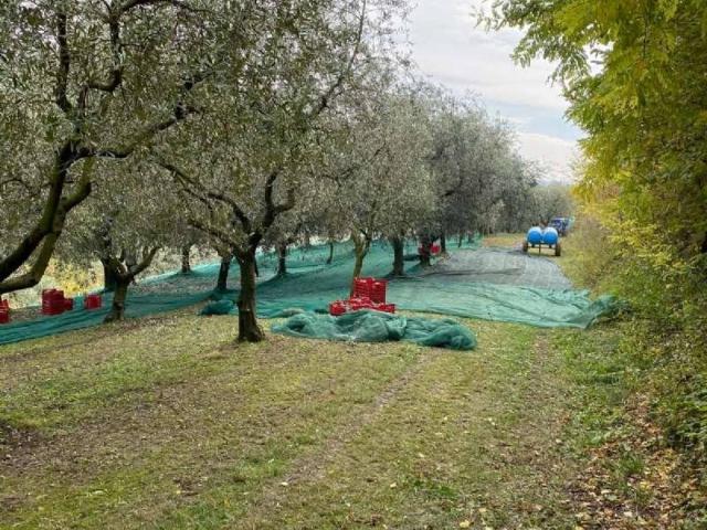 Terreno in vendita a Mezzane Di Sotto, Veneto