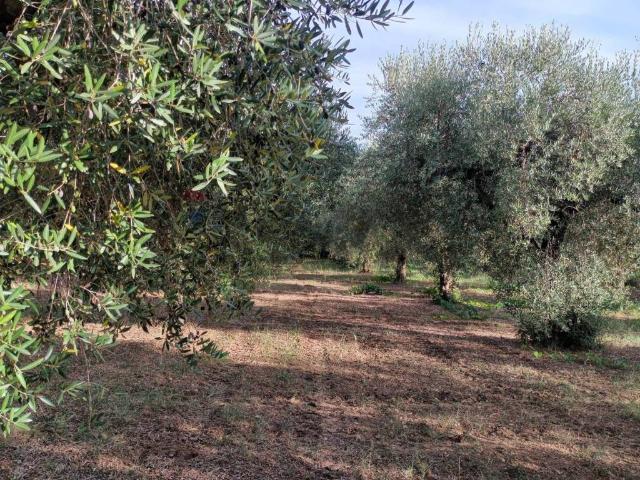 Terreno in vendita a Miglianico Di Chieti, Abruzzo