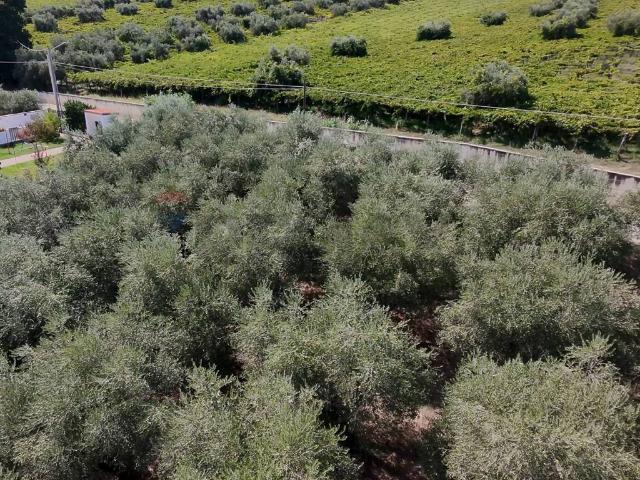 Terreno in vendita a Miglianico Di Chieti, Abruzzo
