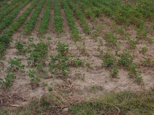 Terreno in vendita a Mira Taglio, Veneto