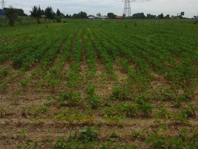 Terreno in vendita a Mira Taglio, Veneto