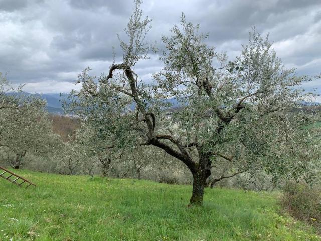 Terreno in vendita a Miranda, Molise