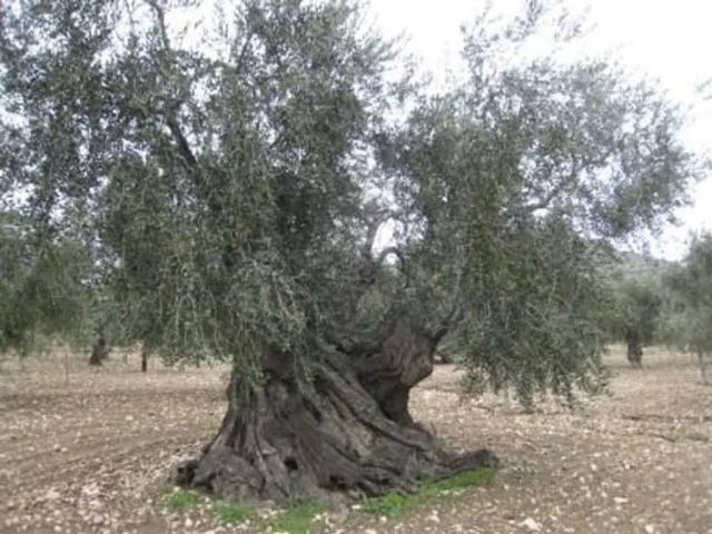 Terreno in vendita a Ca' Rastelli, Misano Adriatico