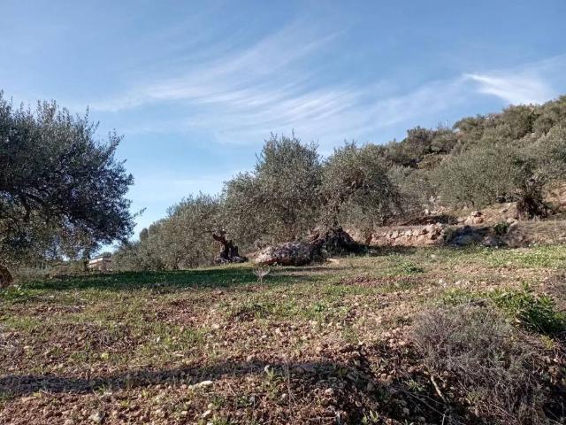 Terreno in vendita a Misilmeri, Sicilia