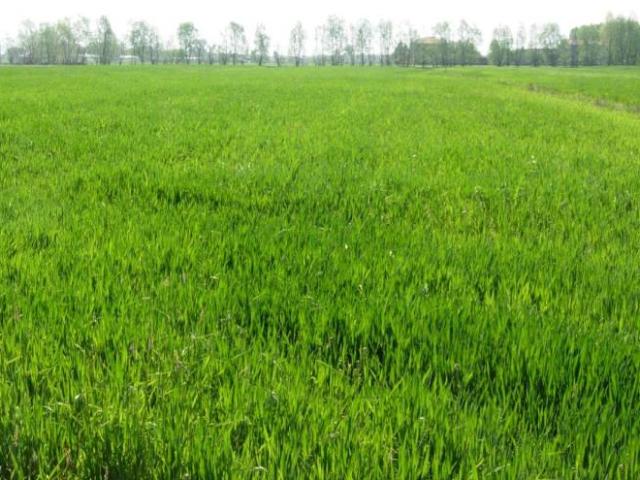 Terreno in vendita a Cascina Nuova, Misinto