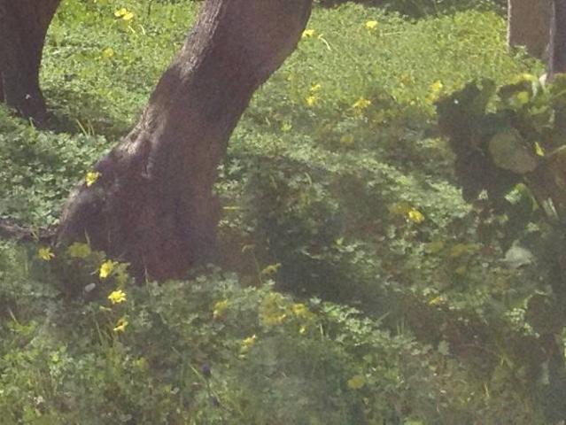 Terreno in vendita a Puglia, Bari