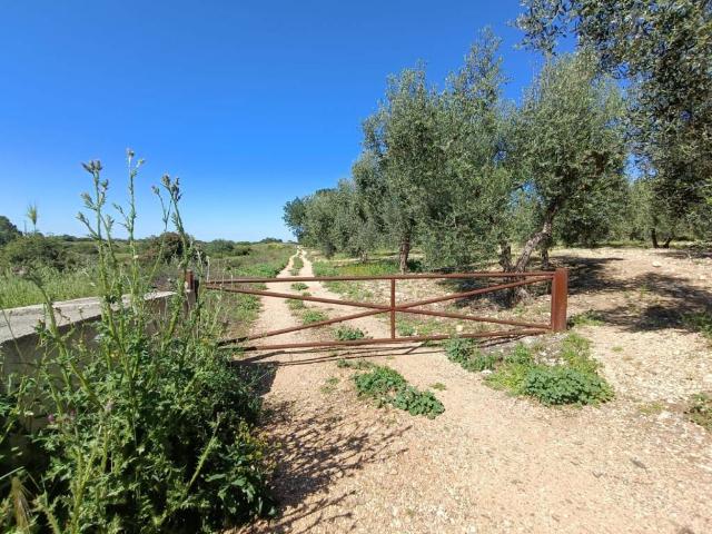 Terreno in vendita a Puglia, Bari