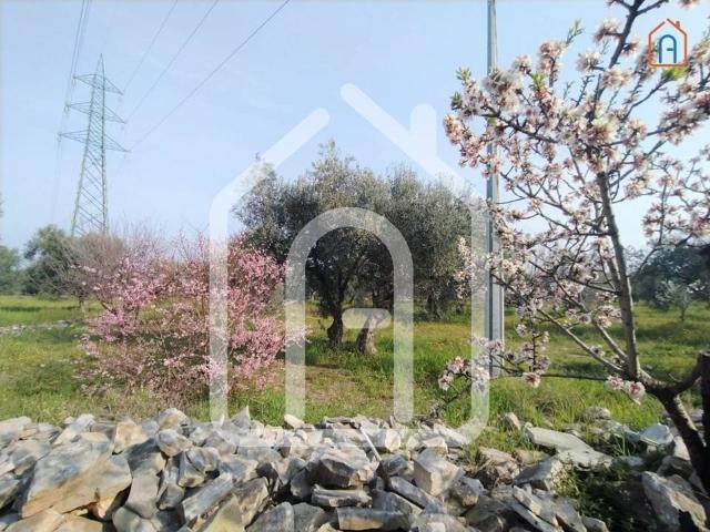 Terreno in vendita a Puglia, Bari