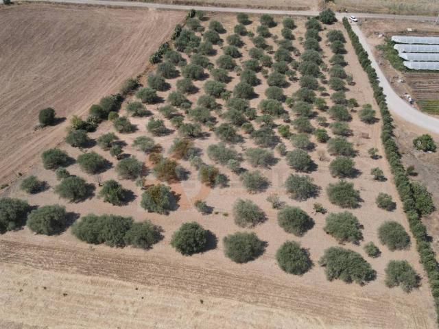 Terreno in vendita a Monastir, Sardigna/Sardegna
