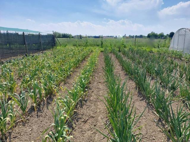 Terreno in vendita a Tetti Piatti, Piemonte