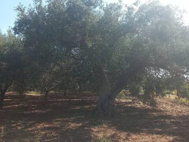 Terreno in vendita a Mondragone, Caserta