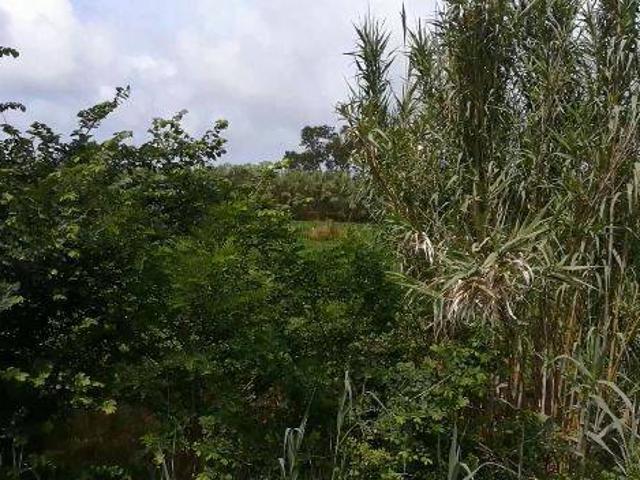 Terreno in vendita a Mondragone, Campania