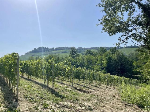 Terreno in vendita a Piemonte, Cuneo