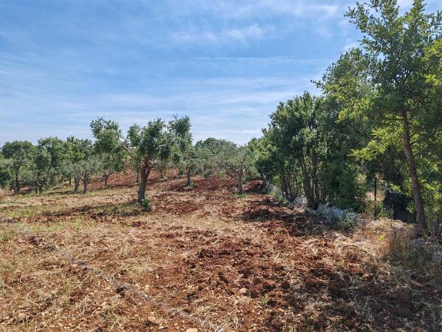 Terreno in vendita a Santa Lucia, Puglia