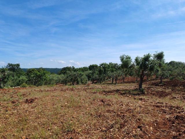 Terreno in vendita a Santa Lucia, Puglia
