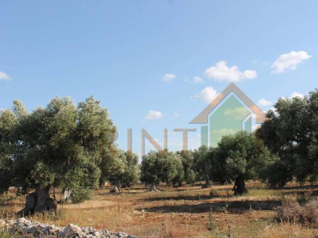 Terreno in vendita a Puglia, Bari