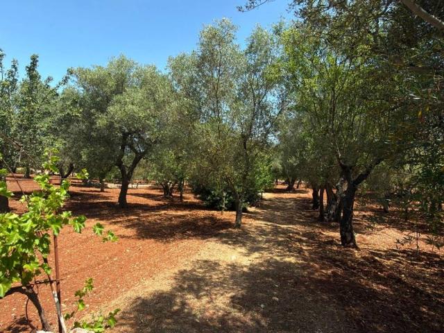 Terreno in vendita a Santa Lucia, Puglia