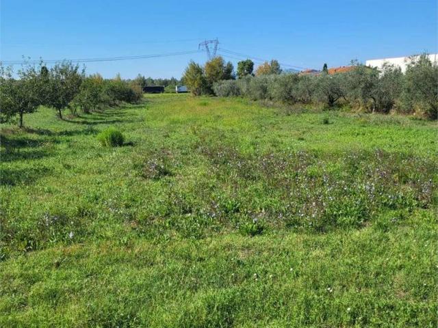 Terreno in vendita a Cintolese, Monsummano Terme
