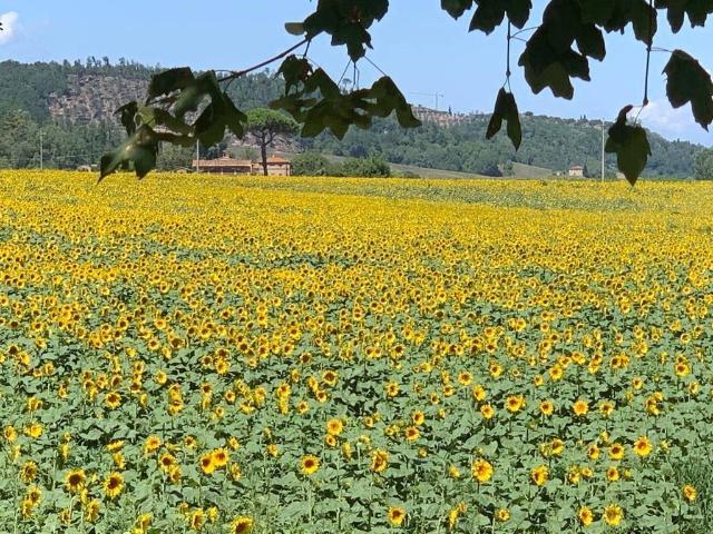 Terreno in vendita a Unione dei Comuni Circondario dell'Empolese Valdelsa, Montaione