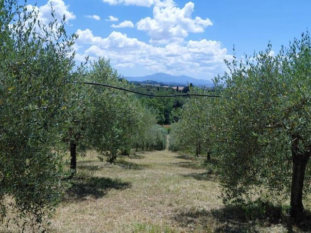 Terreno in vendita a Montalcino, Toscana