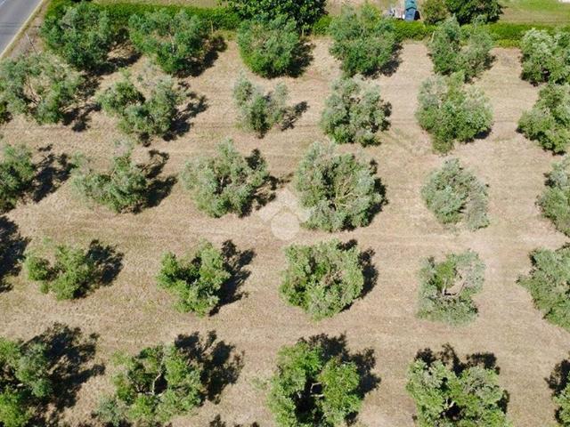 Terreno in vendita a Montalto Di Castro, Lazio