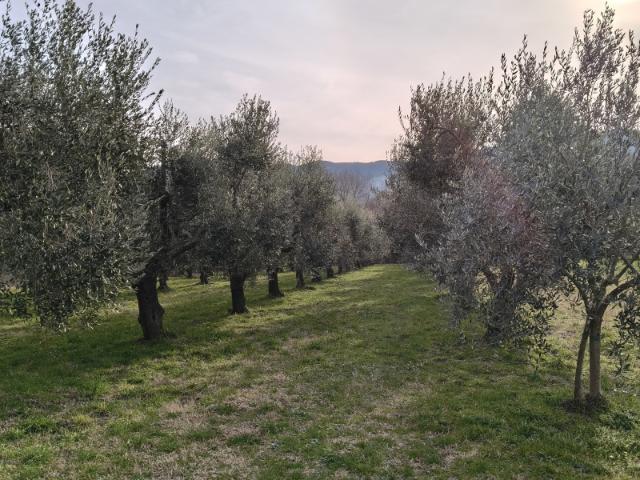 Terreno in vendita a Montaquila, Molise