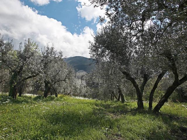Terreno in vendita a Montasola, Lazio