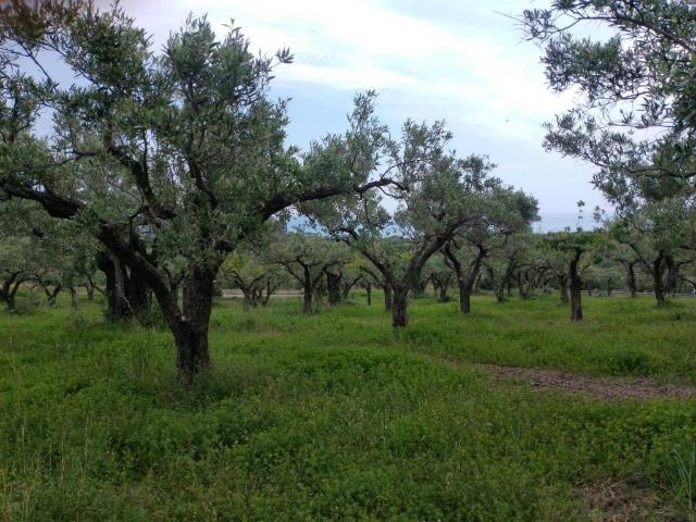 Terreno in vendita a Calabria, Catanzaro