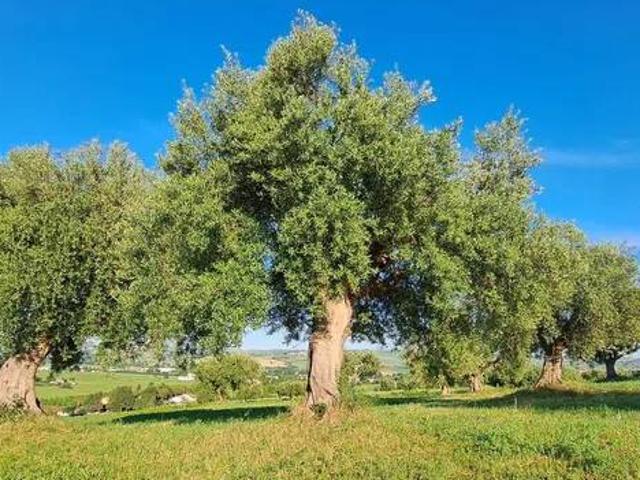 Terreno in vendita a Marche, Ancona