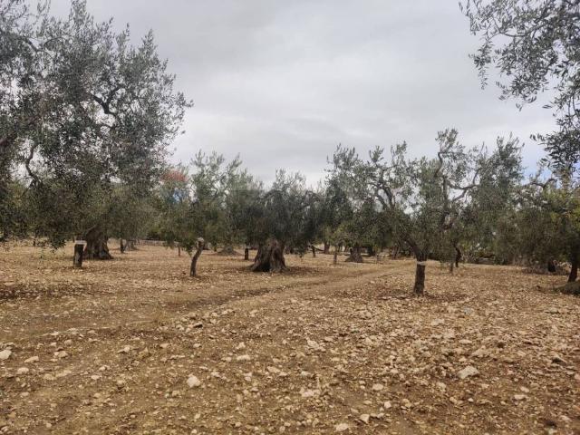 Terreno in vendita a Puglia, Foggia
