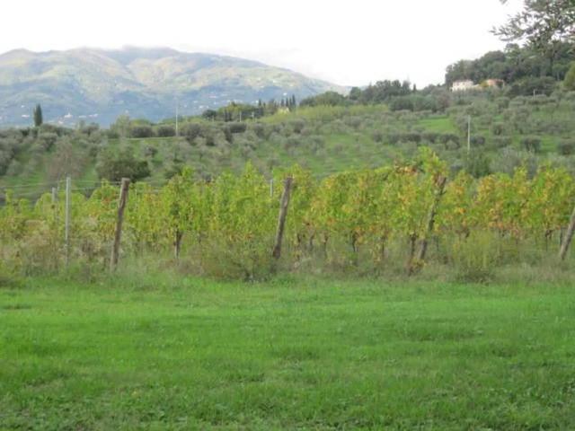 Terreno in vendita a Montecarlo, Toscana