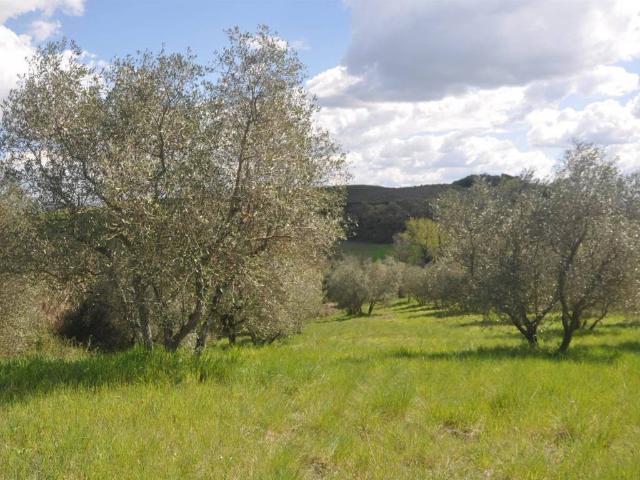 Terreno in vendita a Montecatini Val Di Cecina, Toscana