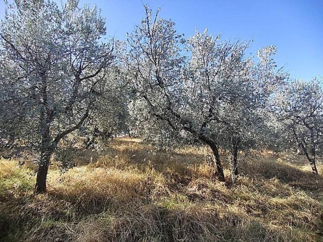 Terreno in vendita a Pranzuto, Montecchio