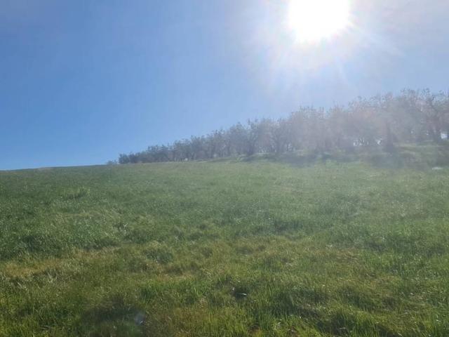 Terreno in vendita a Montefalco, Umbria