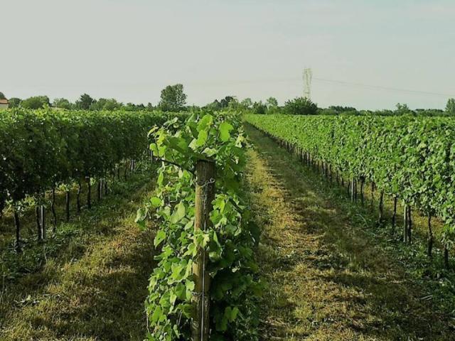 Terreno in vendita a Monteforte D'alpone, Veneto