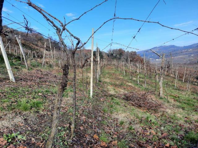 Terreno in vendita a Monteforte D'alpone, Veneto