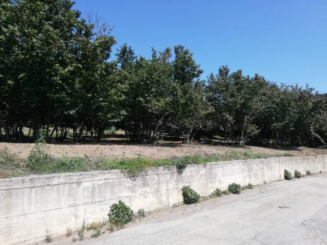 Terreno in vendita a Alimata, Montefredane