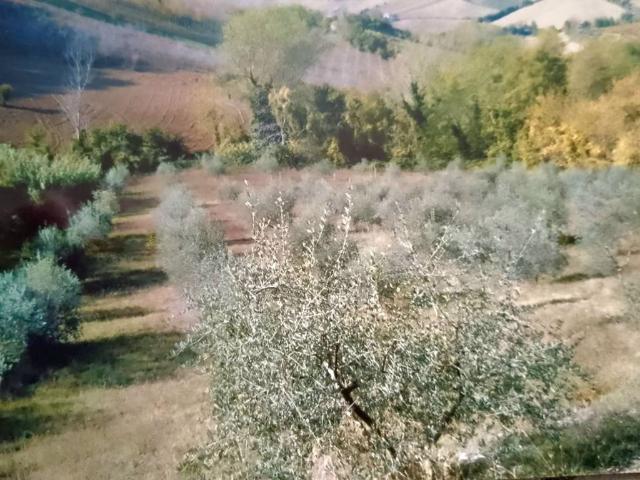 Terreno in vendita a Sala, Marche