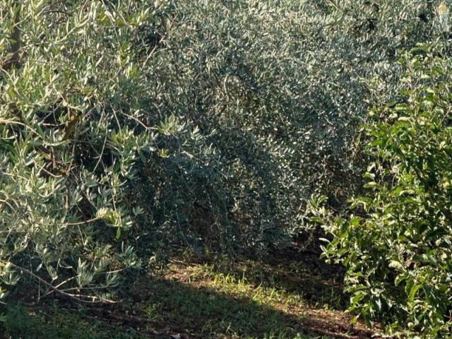 Terreno in vendita a Prata Principato Ultra, Campania