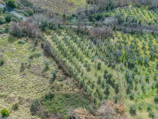 Terreno in vendita a Mompeo, Lazio