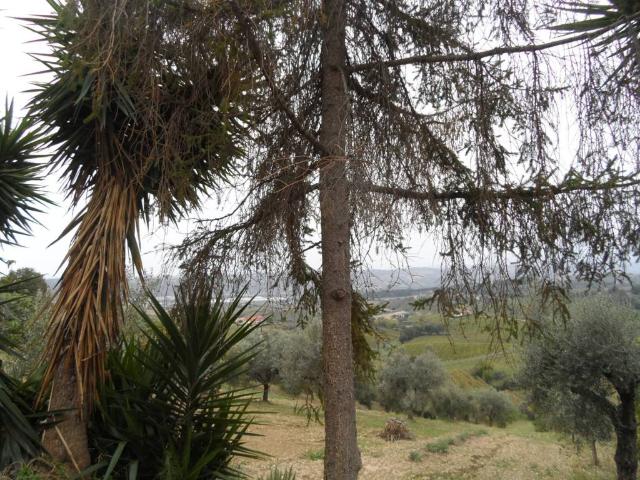 Terreno in vendita a San Giacomo, Marche