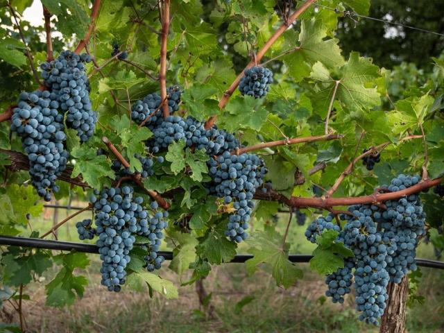 Terreno in vendita a Abbadia Di Montepulciano, Toscana